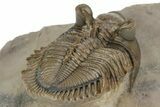 Amazing, Tower Eyed Erbenochile Trilobite - Morocco #232764-3
